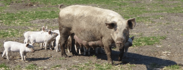 Økologiske svineproducenter kan med fordel skifte genetik