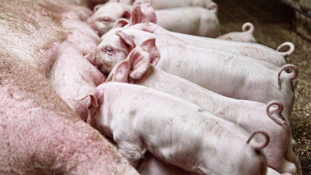 Balanceret avlsarbejde virker: Hver ekstra fødte gris bliver også fravænnet