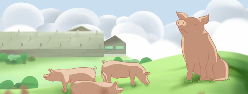 Onlinemagasin: Robusthed, et solidt grundlag for succes i din svineproduktion
