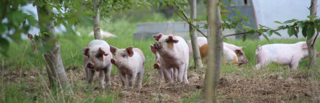 Egen dyrlæge sikrer bedre dyrevelfærd for Bertels grise