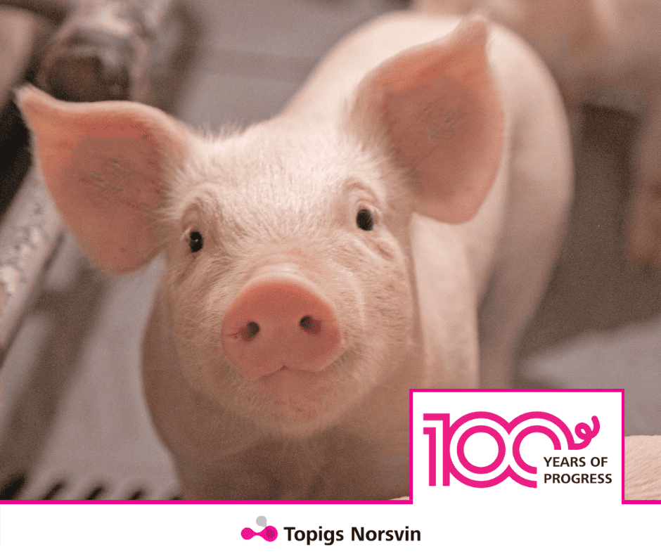 100 års avlsfremgang med Topigs Norsvin – Pattegriseoverlevelse