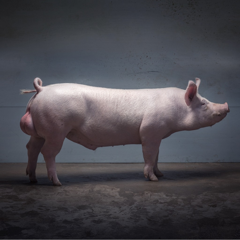 Ny faderrace fra Topigs Norsvin skal løfte sundheden i dansk griseproduktion